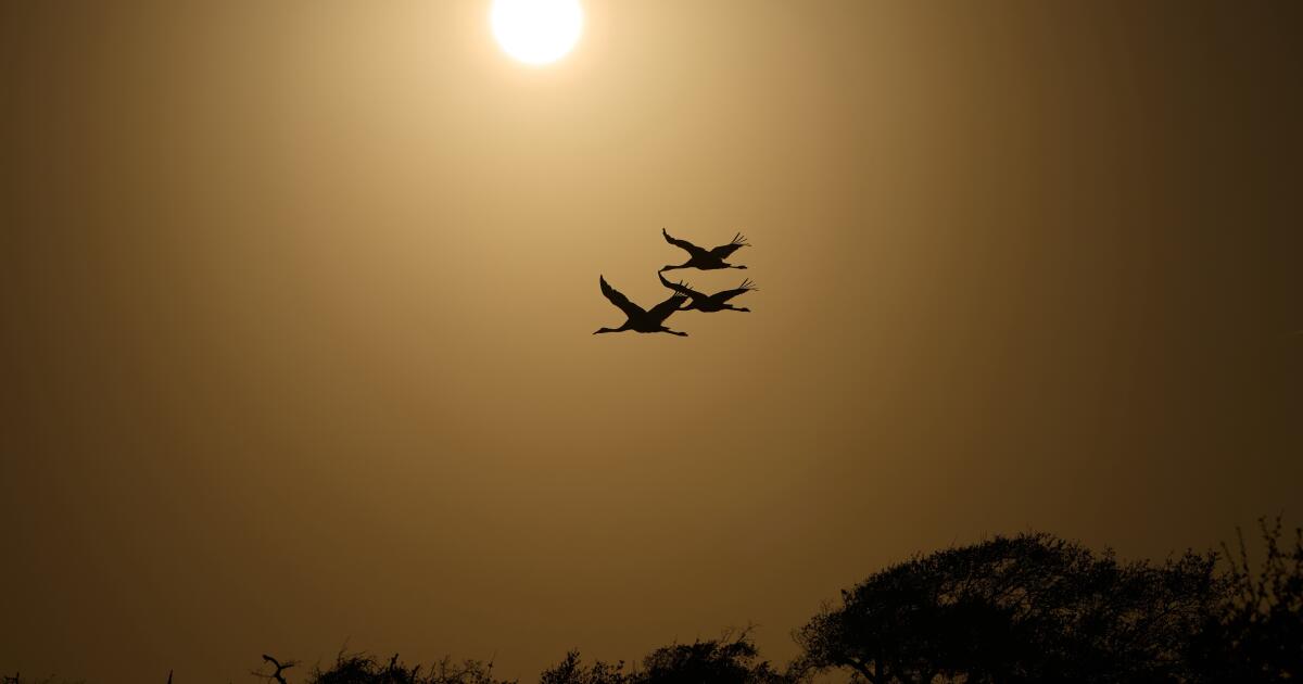 Along the Texas Coast, a new sanctuary aims to protect the endangered and rare whooping crane