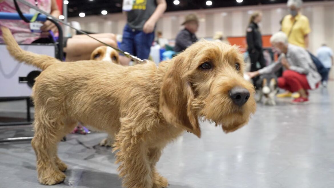 Unleash the hounds! And terriers and lapdogs. The American Kennel Club adds 3 breeds