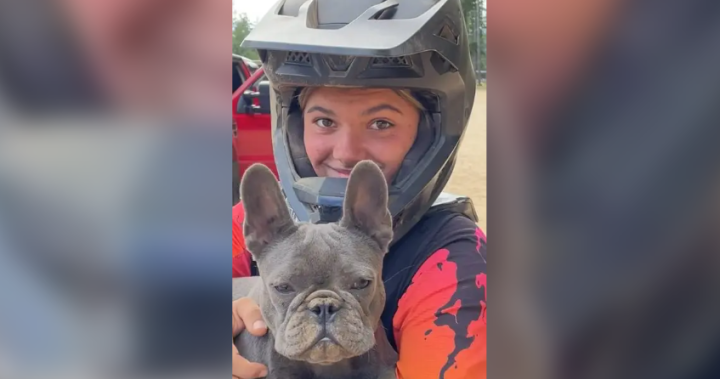 Dingoes found circling B.C. teen to be culled, Australia says