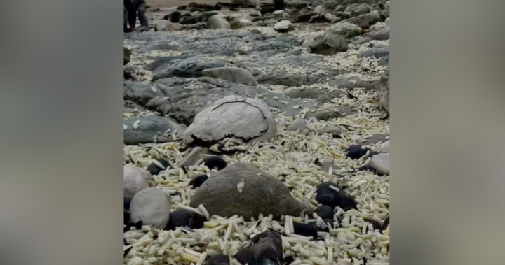 Fry tide! Bags of French fries wash up on U.K. beach after cargo ship spill – National