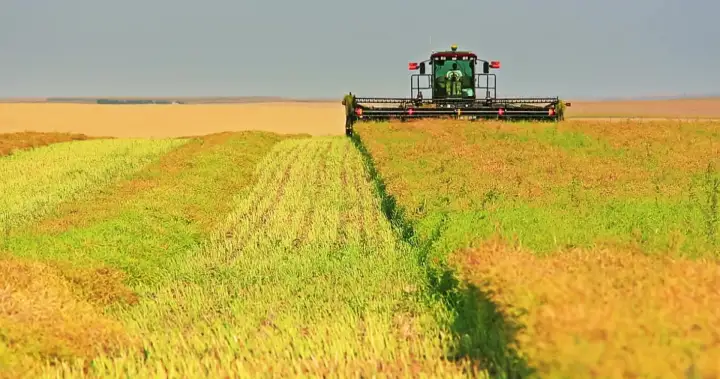 Canadian canola farmers express ‘cautious optimism’ over trade agreement with China