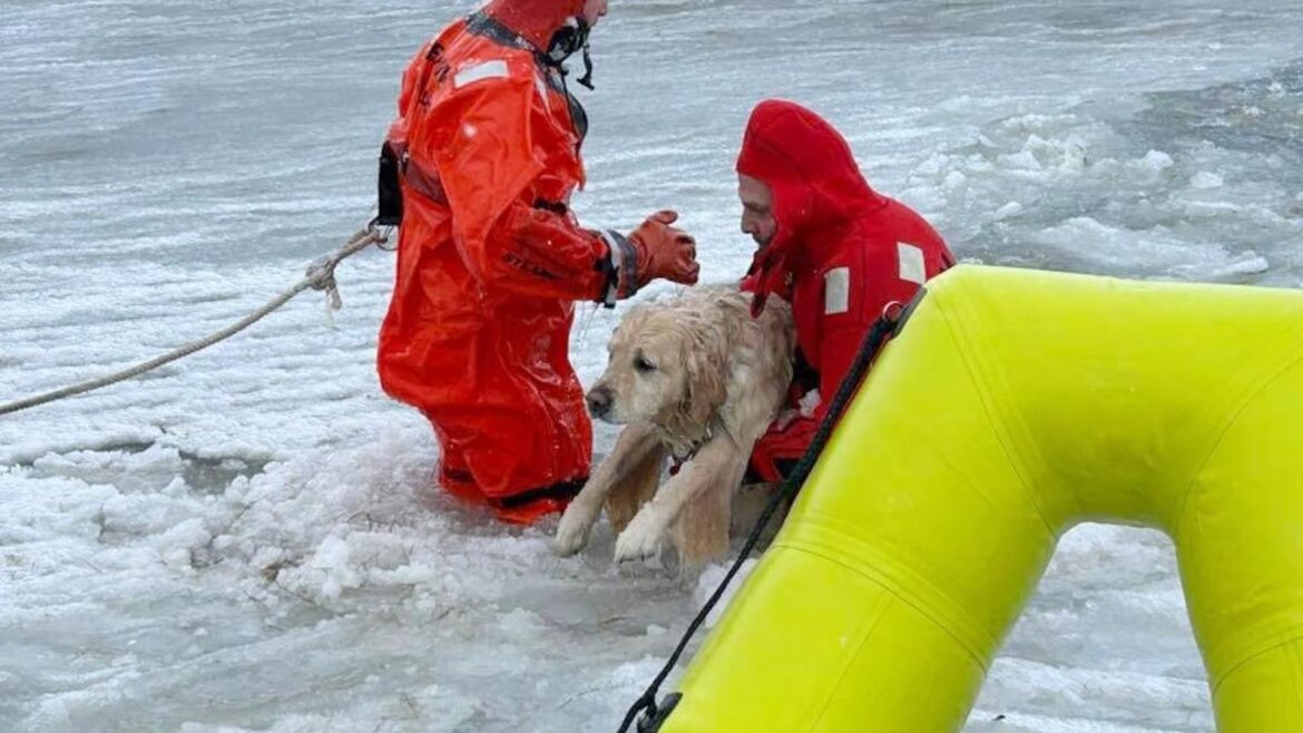Rhode Island firefighters rescue a yellow Lab from an icy pond on New Year’s Day