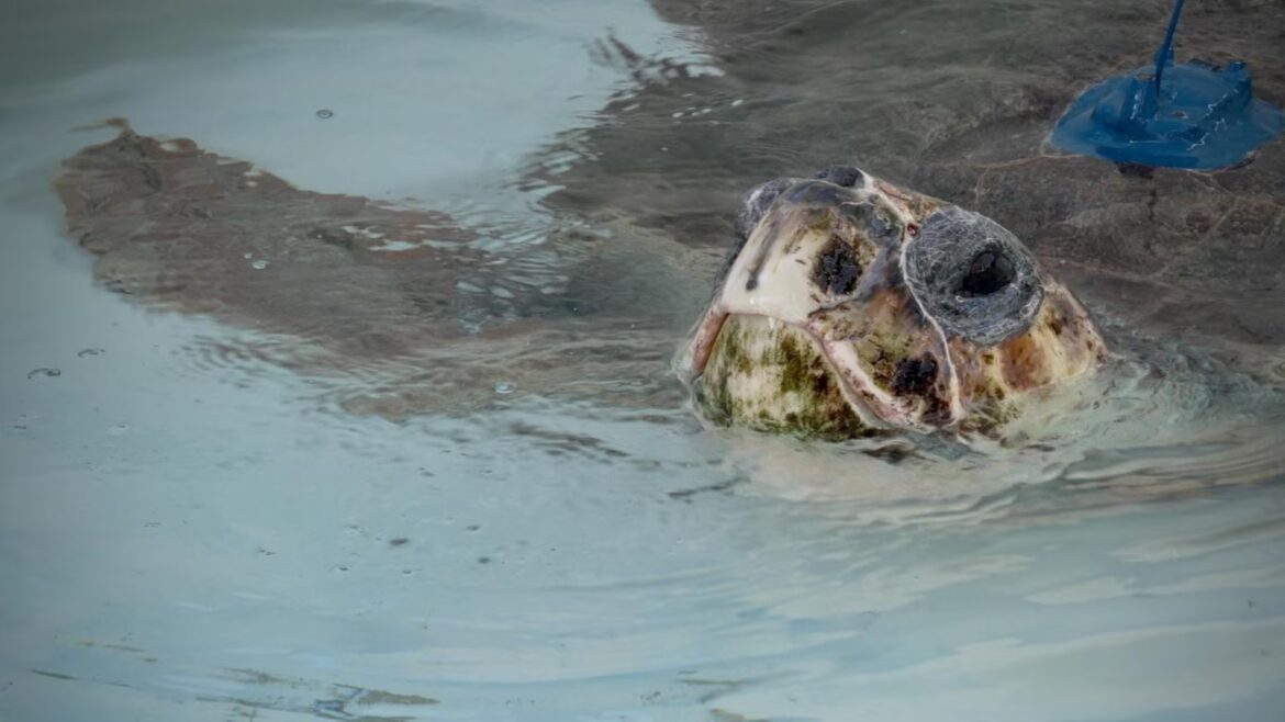 Sea turtle with 3 flippers swims free after Florida rehab