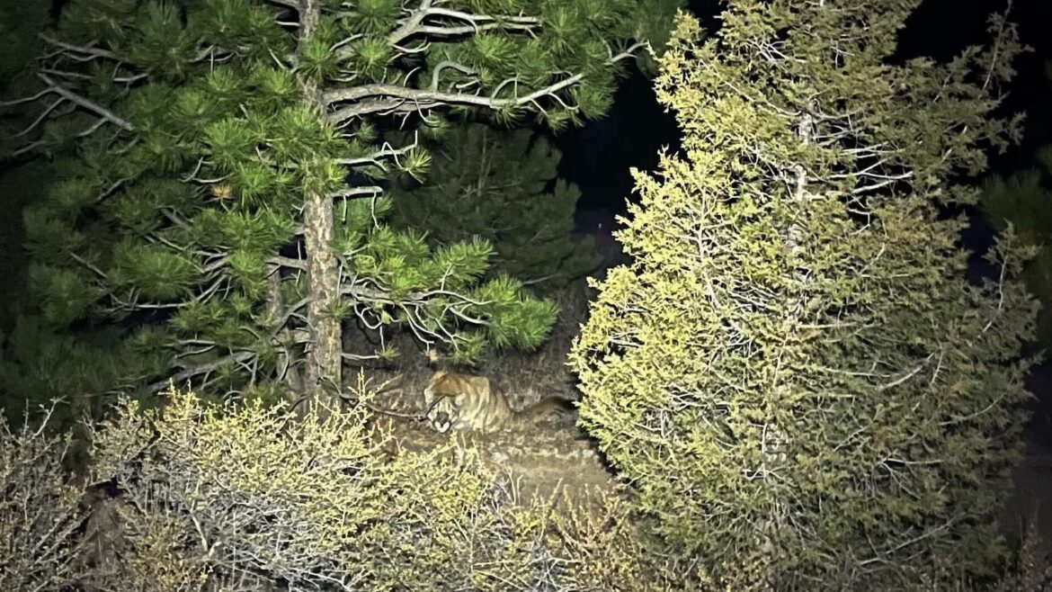 Man fought off a mountain lion weeks before a suspected fatal Colorado attack