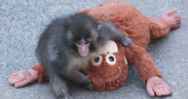 Punch the monkey’s stuffed orangutan from Ikea sold out in stores – National