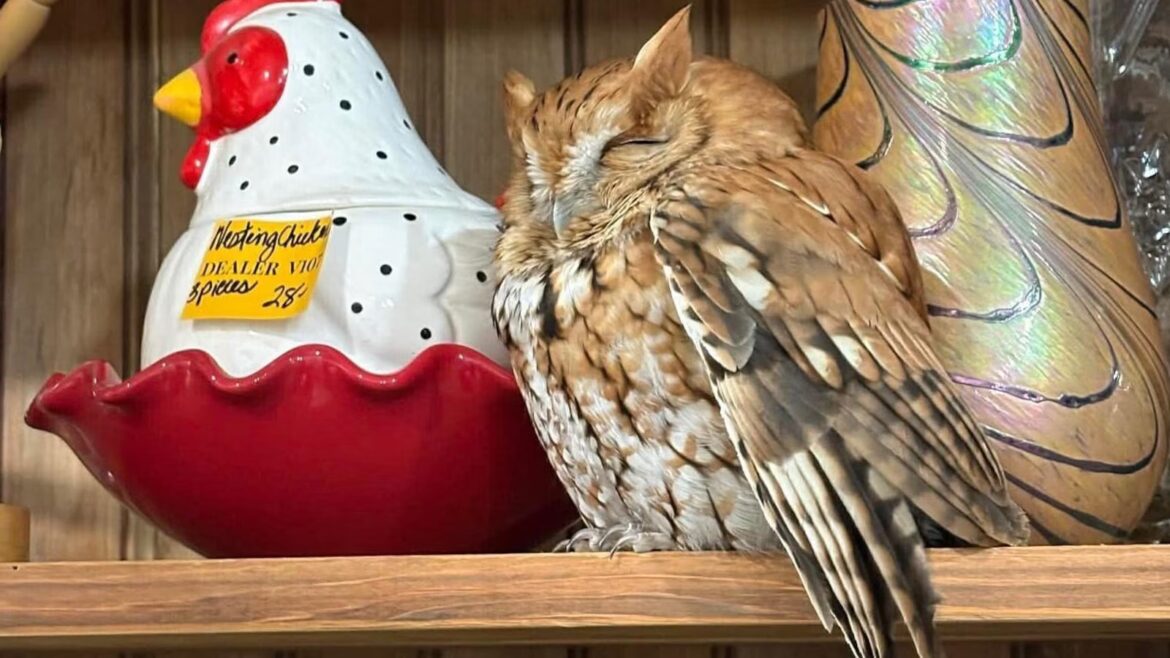 Sleepy owl found resting among items on a New York antique store shelf