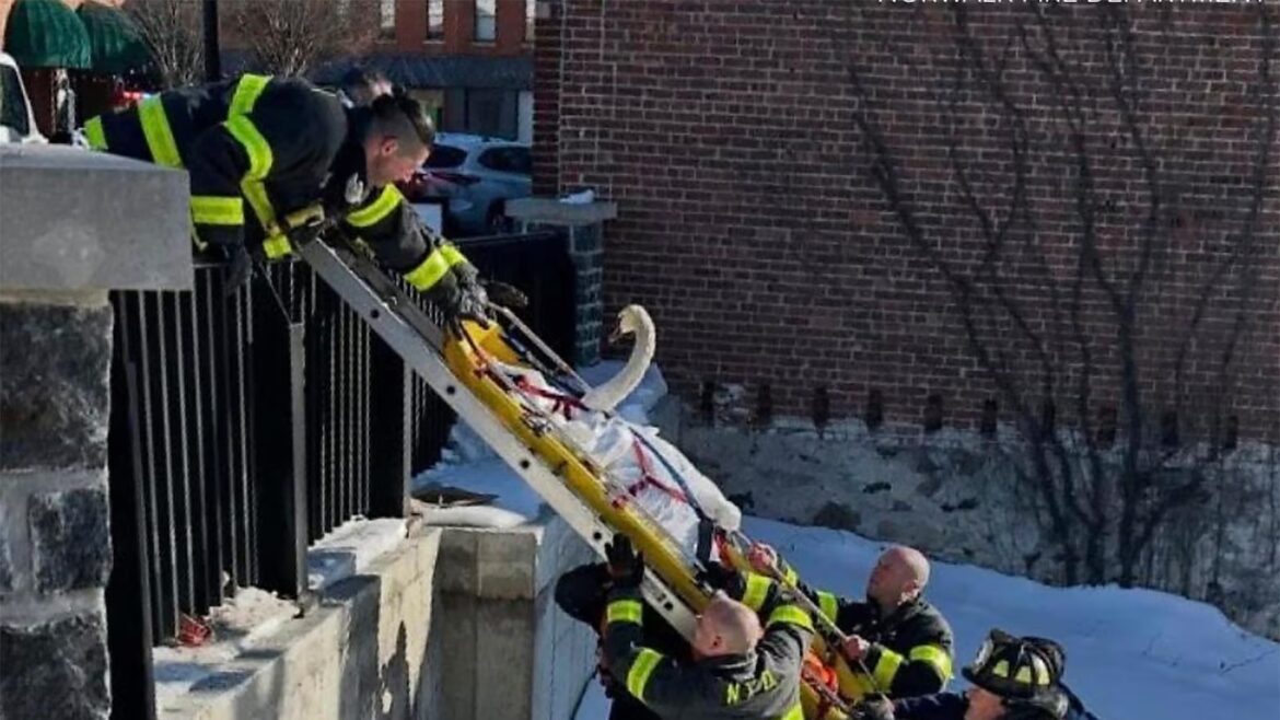 Firefighters rescue swan stuck in frozen Connecticut river