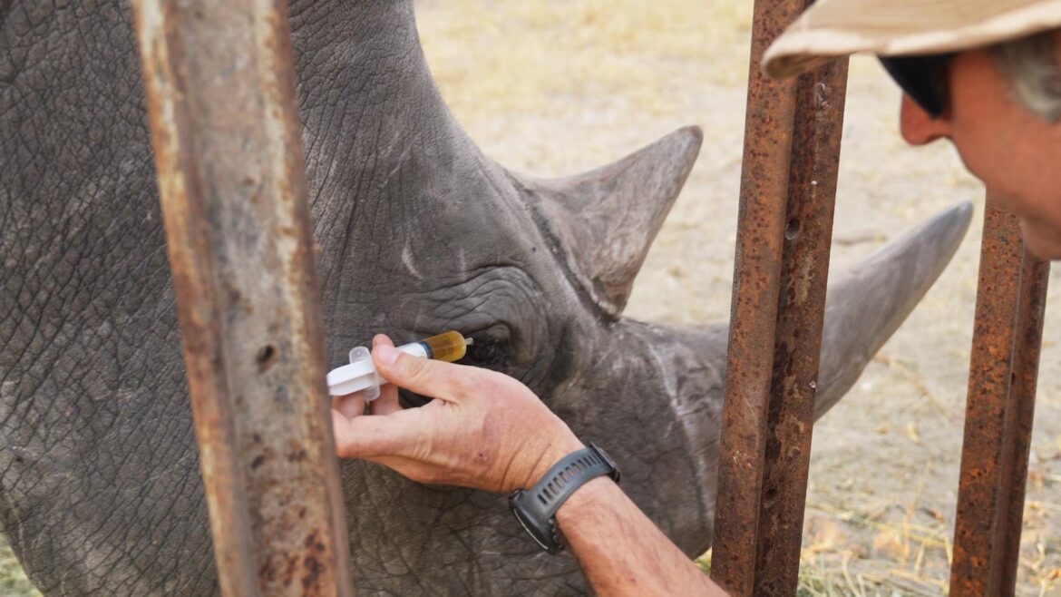 ‘Ridiculous’ plan developed at Florida zoo saves wild rhino’s eyesight in Africa