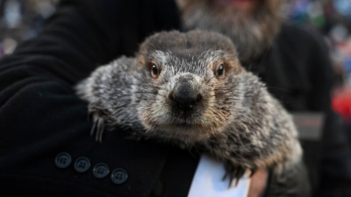 Groundhog Day puts Punxsutawney Phil’s forecast about winter’s length in spotlight