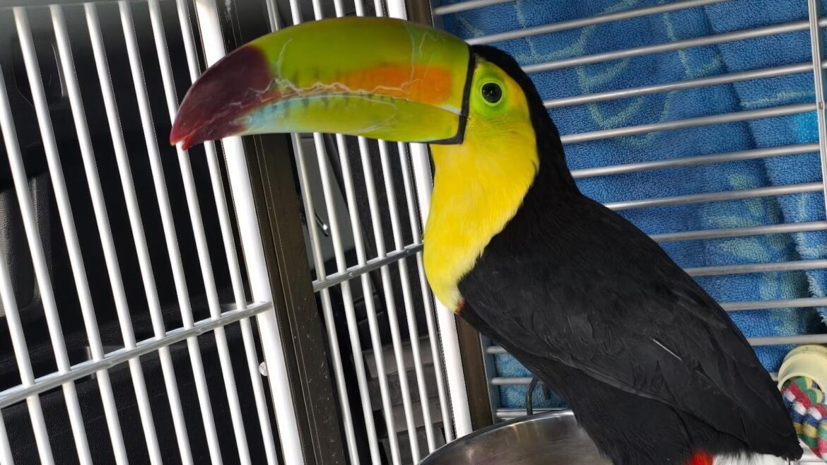 Toucan seen flying around Sin City has been rescued