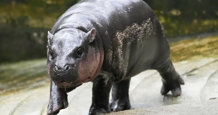 Man arrested for breaking into pygmy hippo Moo Deng’s enclosure at Thai zoo – National