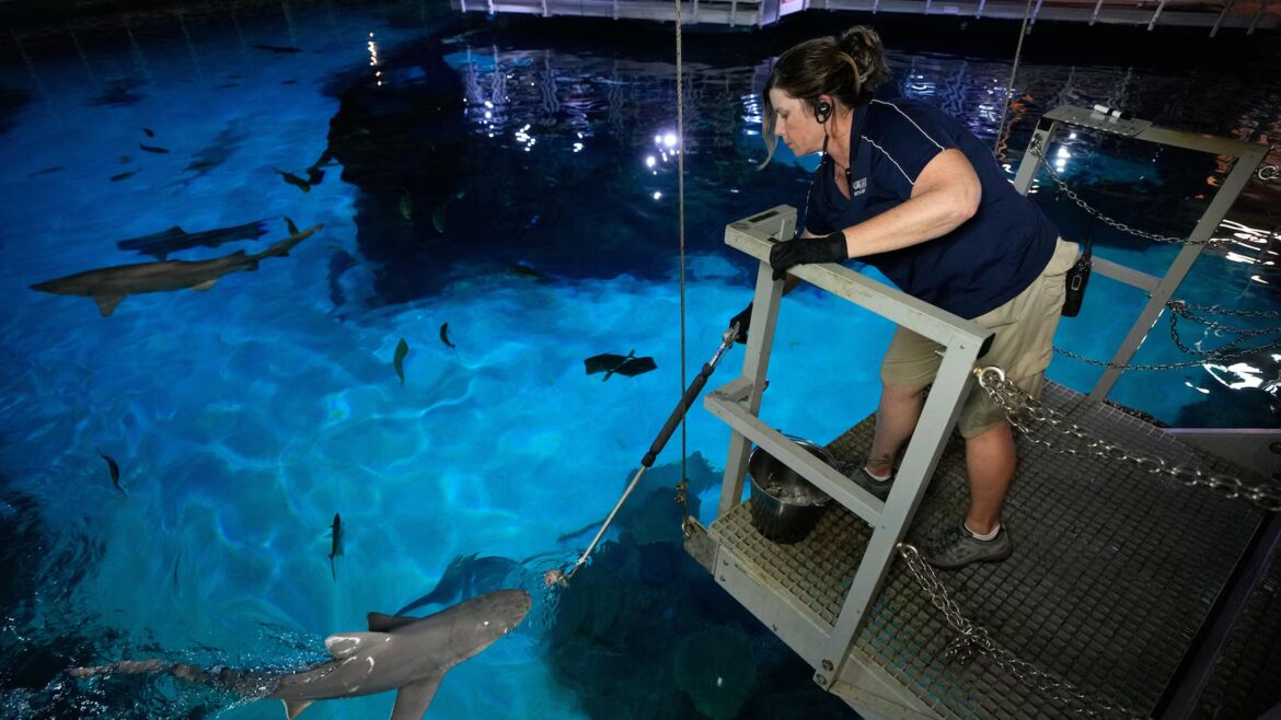 There are sharks in Las Vegas feasting on hundreds of pounds of fish every week