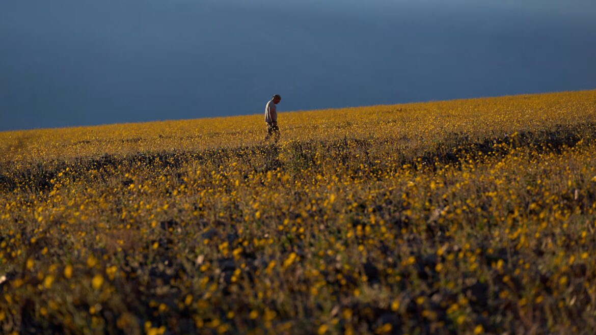 Wildflowers are blooming in the driest place in North America — but not for long