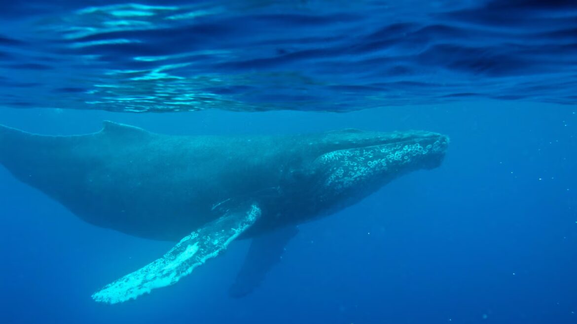 Oldest known whale recording could unlock mysteries of the ocean
