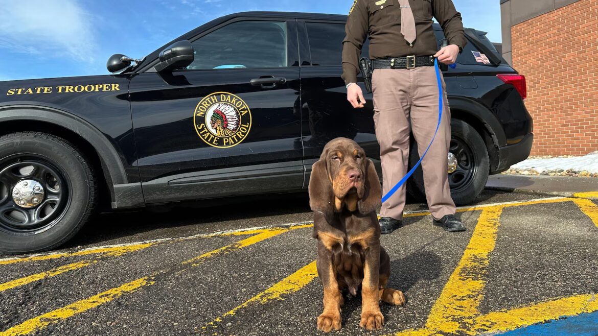 They have a nose for finding people. Bloodhounds and their low-tech sniffers help police track