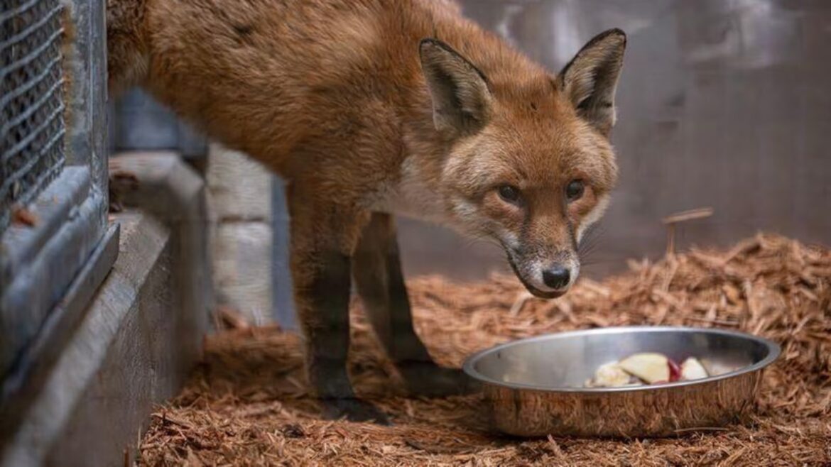 A red fox stows away on a cargo ship, traveling from England to US