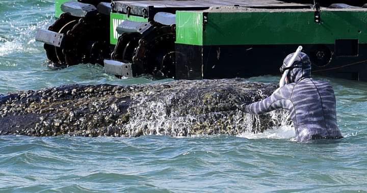 Multimillionaires band together in effort to save beached whale in Germany – National