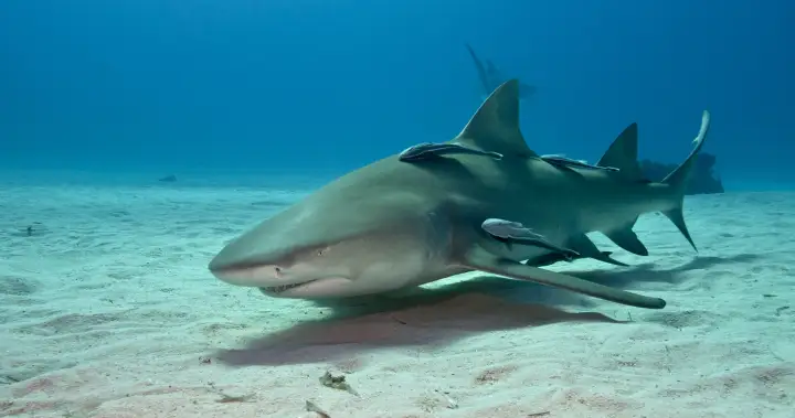 Cocaine, caffeine found in sharks in the Bahamas, study says – National