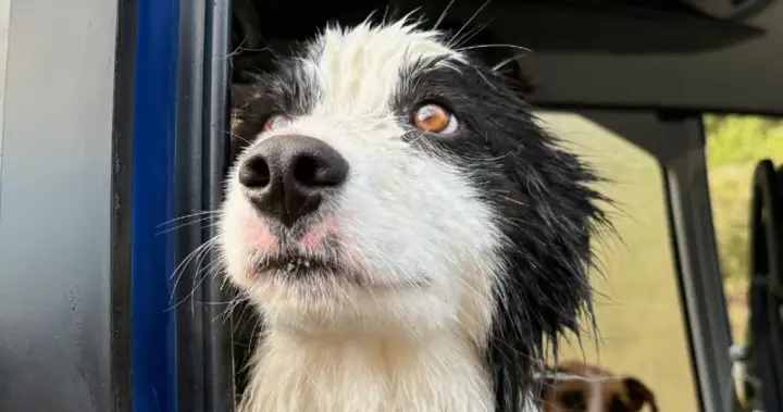 Lost dog reunited with owner, rescued by helicopter after week in New Zealand forest – National