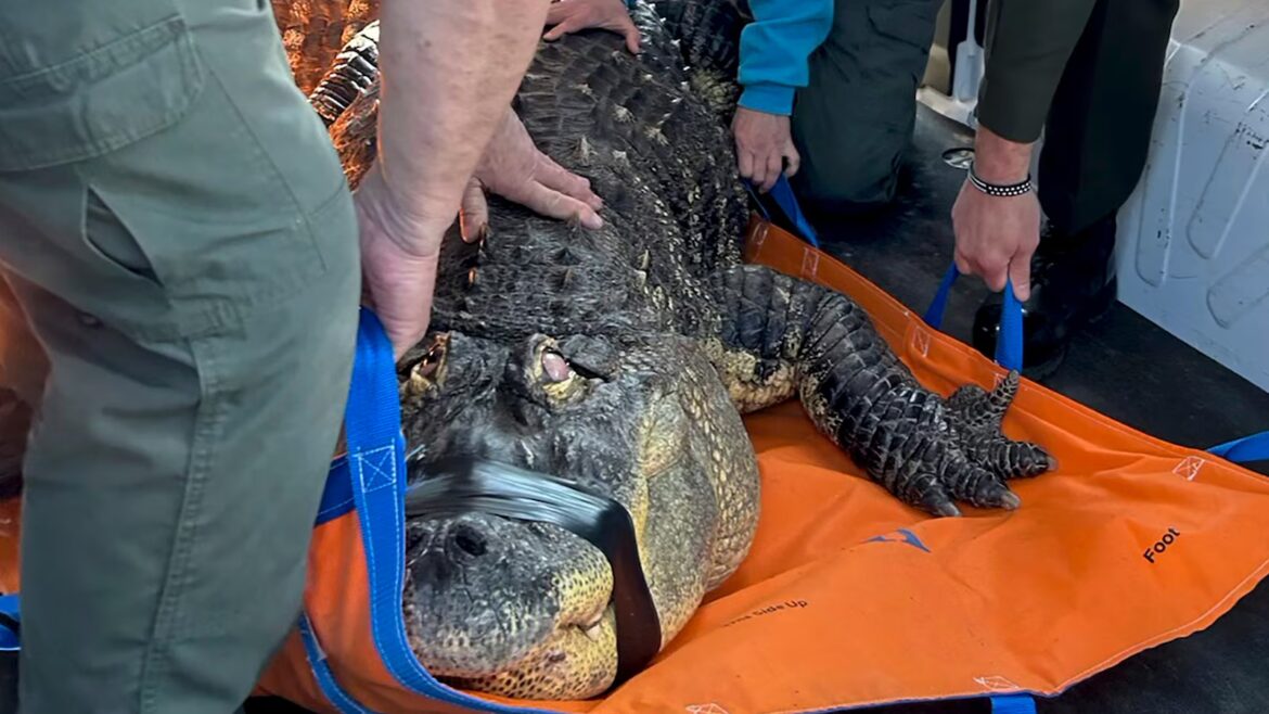 Man ends fight to reclaim Albert, his 12-foot alligator seized in 2024
