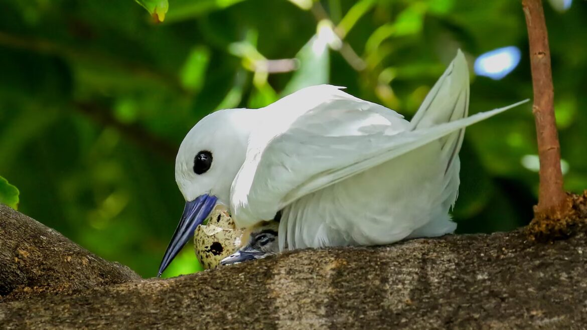 How a seabird native to Hawaii has adapted to life in Honolulu’s concrete jungle
