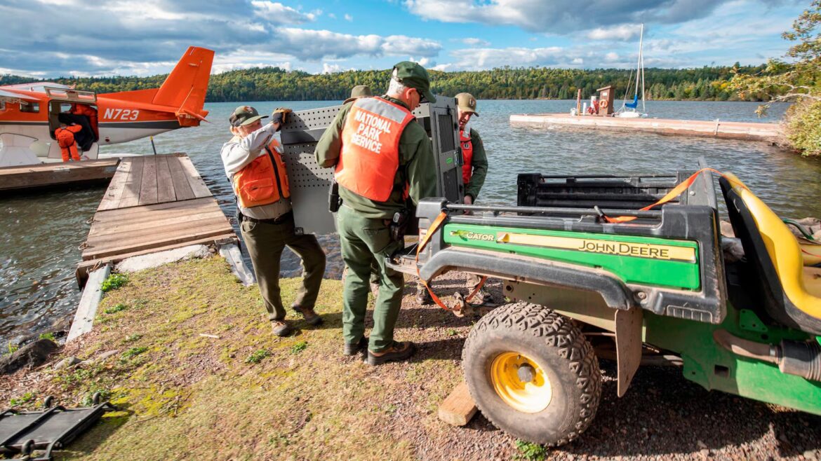 Researchers say Lake Superior island’s wolves are thriving as packs prey on moose