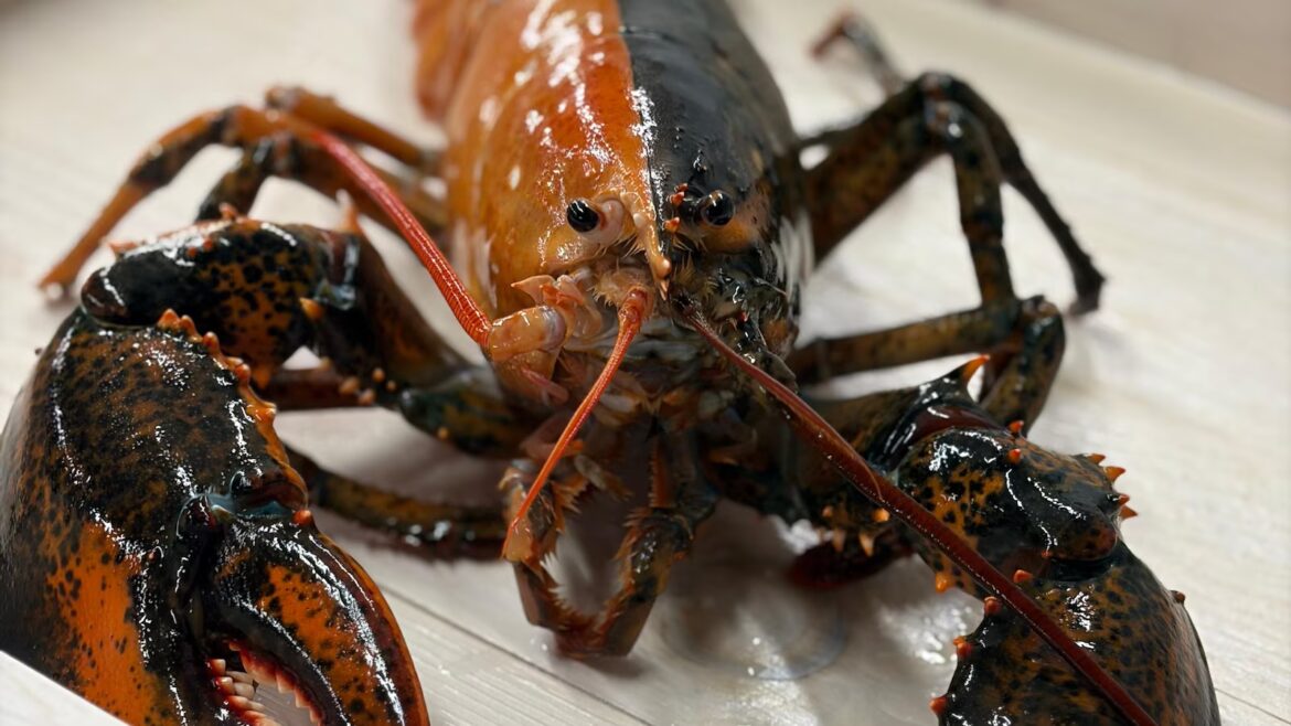 Rare two-colored lobster caught by fishermen off Cape Cod donated to aquarium