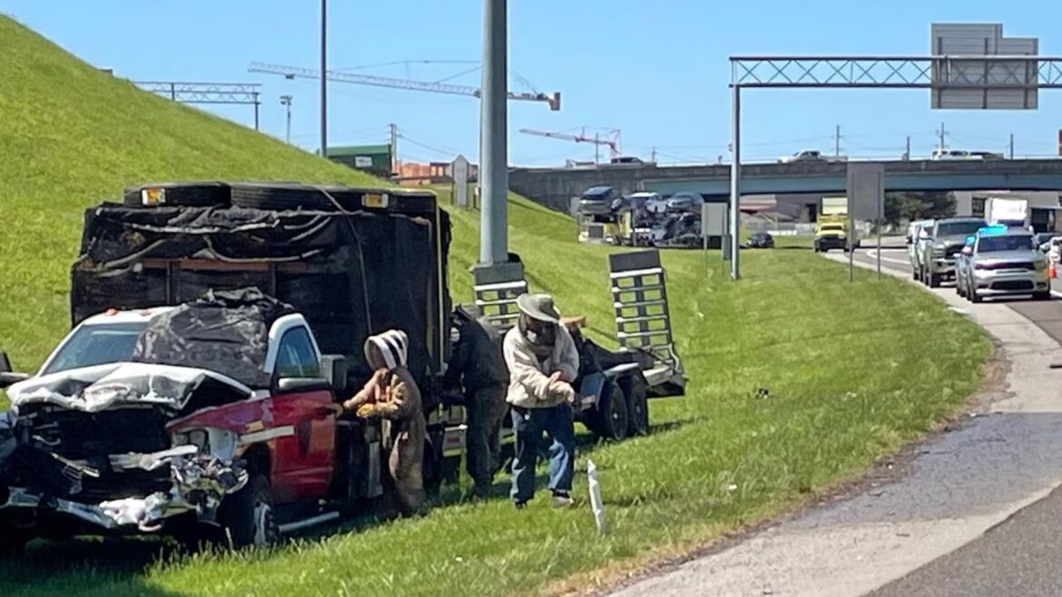 1 million bees make for bumper-to-buzzer traffic on a Tennessee highway ramp