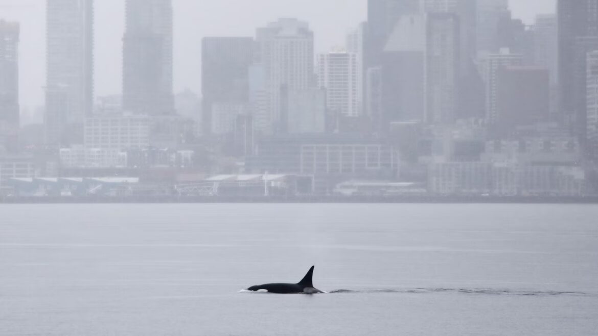 Orcas never seen before in Seattle delight whale watchers with a visit