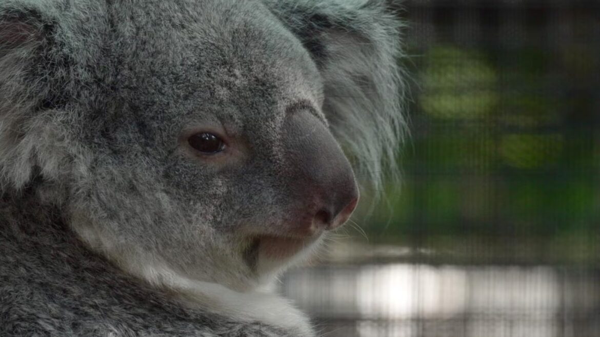Meet the baby koala hiding in its mom’s pouch at a Florida zoo’s new Outback habitat