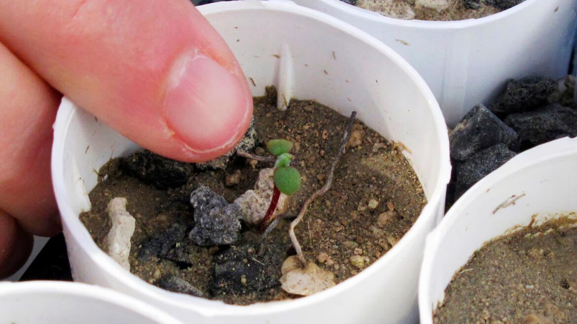 Lithium mine clears hurdle despite conservationists’ worries for rare wildflower