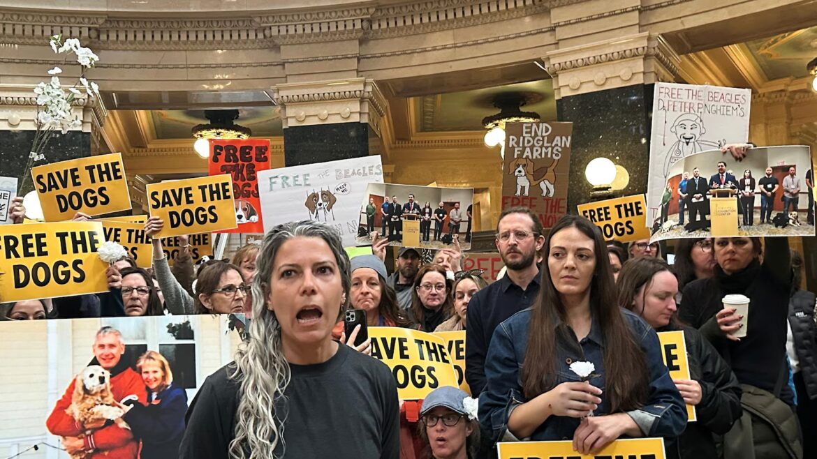 Animal welfare protesters converge on Wisconsin gov’s office seeking beagles’ release