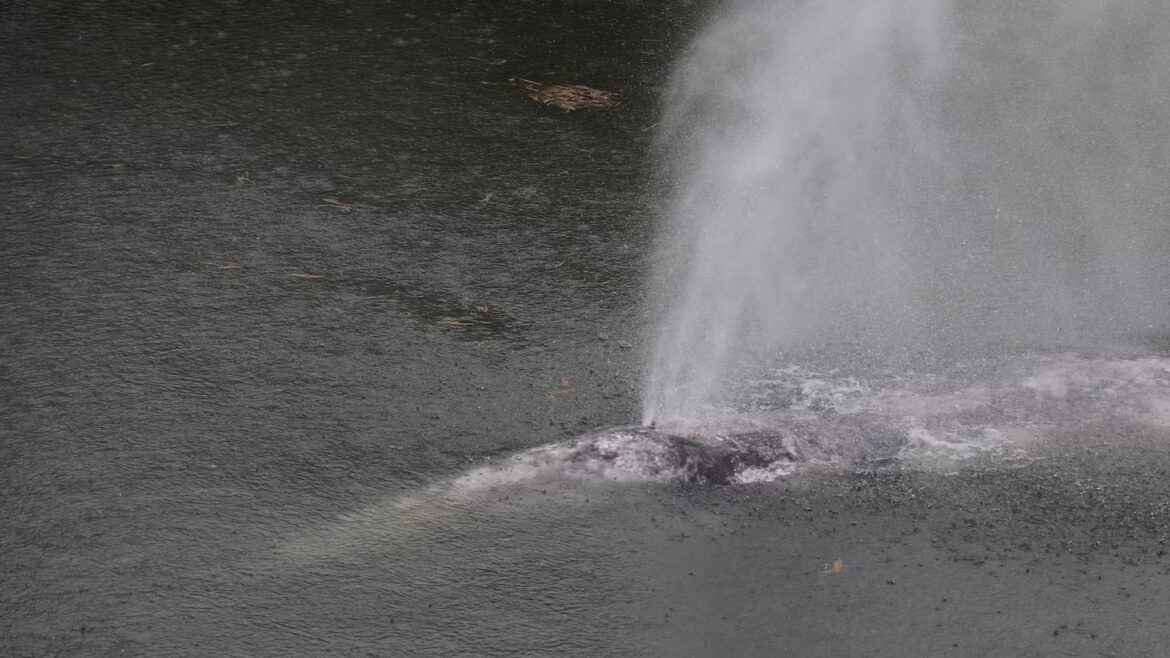 Gray whale that swam 20 miles up Washington state river found dead