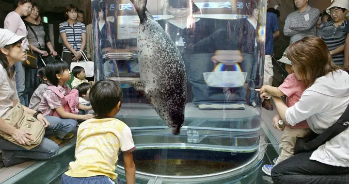 Japan zoo worker allegedly admits to throwing wife’s body into animal incinerator – National
