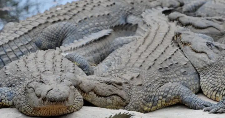 Human remains found in dead South African crocodile after ‘dangerous’ operation – National