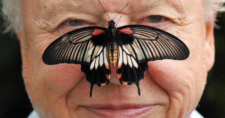 David Attenborough, natural historian and renowned broadcaster, turns 100 – National