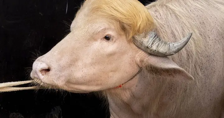 Viral albino buffalo named ‘Donald Trump’ spared Eid sacrifice in Bangladesh – National