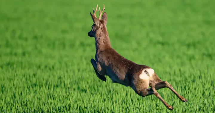 Police in France alert drivers to ‘unpredictable’ hazard of drunken deer – National