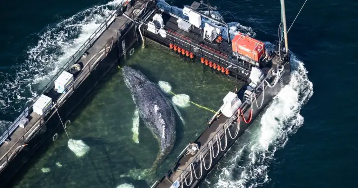 Timmy the stranded humpback whale, rescued and returns to the ocean – National