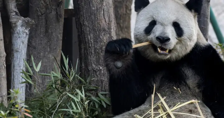 Pair of giant pandas from China set to shack up at Atlanta zoo – National