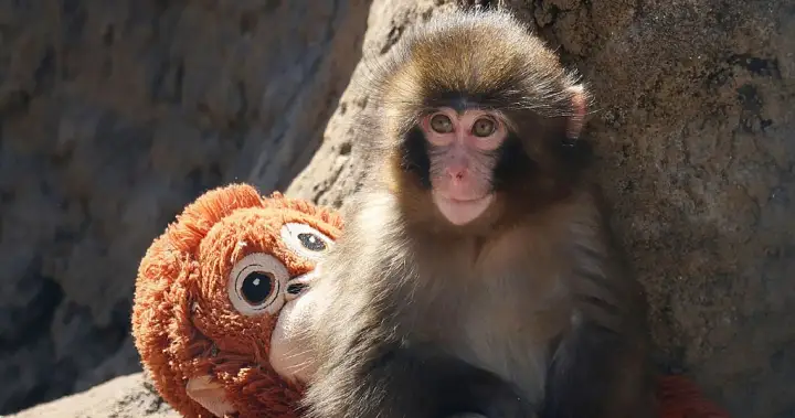U.S. tourists arrested after breaking into Punch the monkey’s zoo enclosure – National