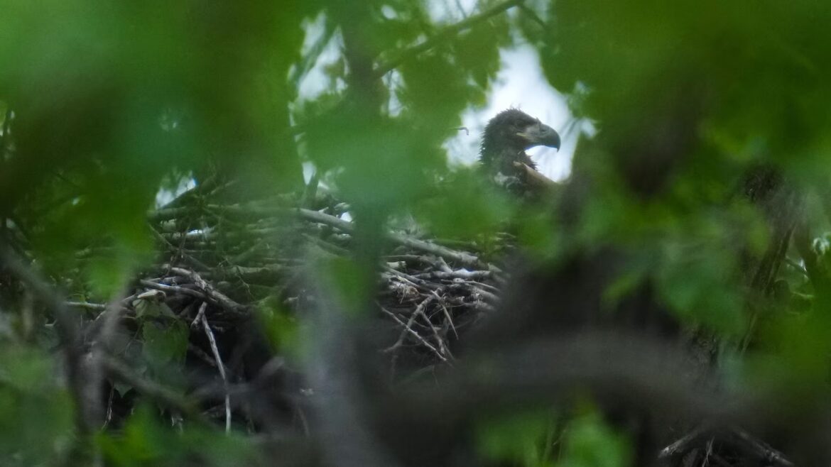 Bald eagle hatchlings spotted in Chicago park may be city’s first in over a century