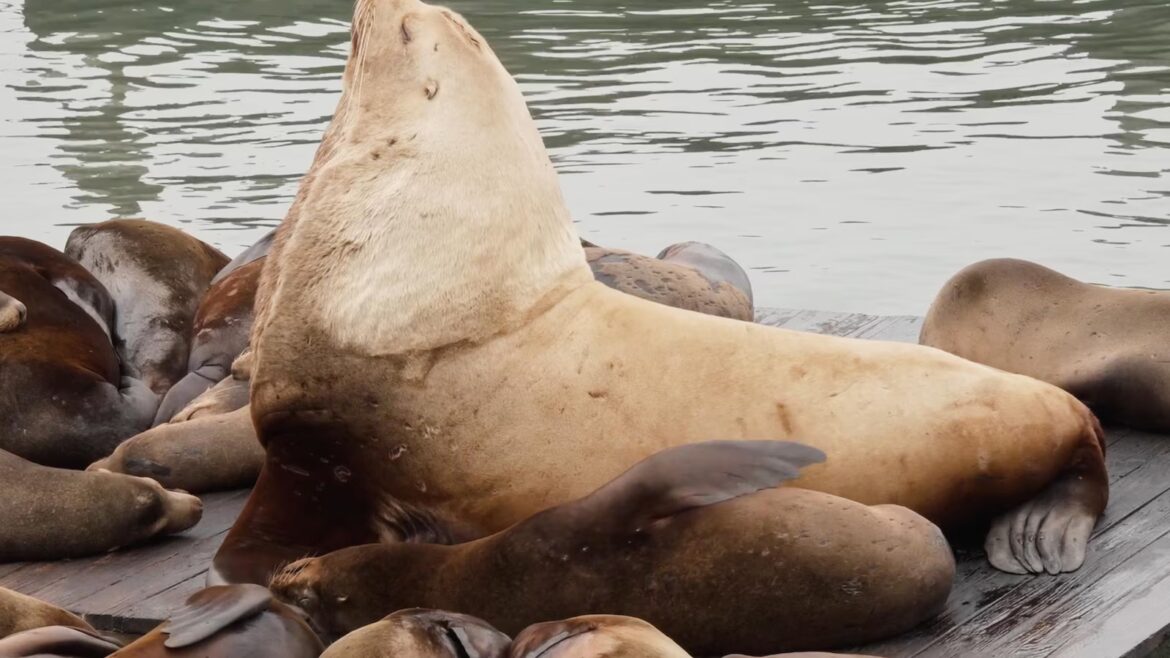 Chonkers the sea lion draws crowds to San Francisco’s Pier 39