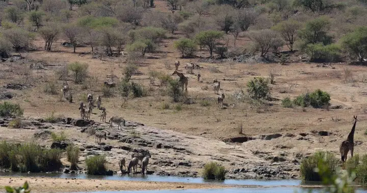 Canadian citizen killed in South Africa shooting at Kruger National Park – National