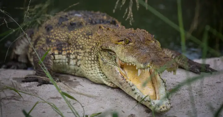 28-year-old man dead in fatal crocodile attack near Mexico resort – National