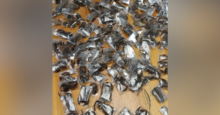 South African police seize more than 100 live scorpions stashed in luggage – National