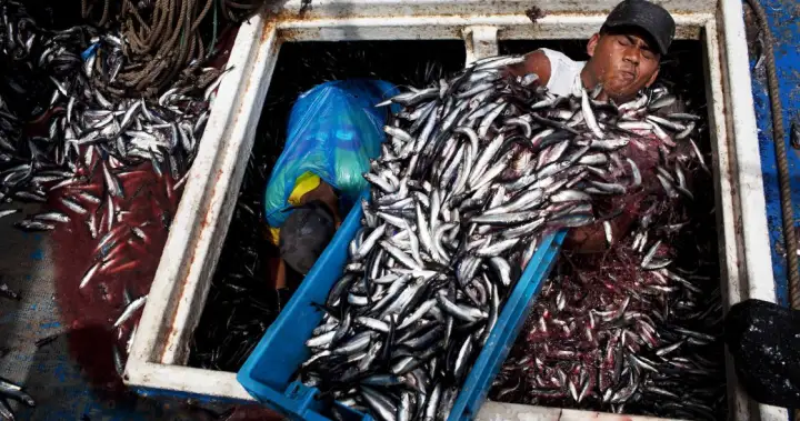 Why an anchovy shortage will make your next slab of salmon more expensive – National