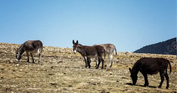 Meet the donkey brigade that’s helping curb wildfires in Spain – National
