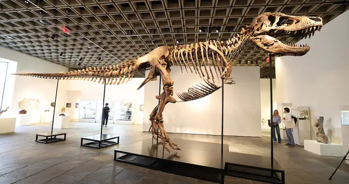 T. rex fossil fetches more than $50 million at auction from mystery bidder – National