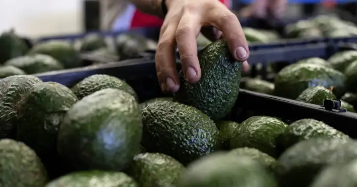 Canada’s avocado supply not impacted by U.S. pause on Mexico inspections – National